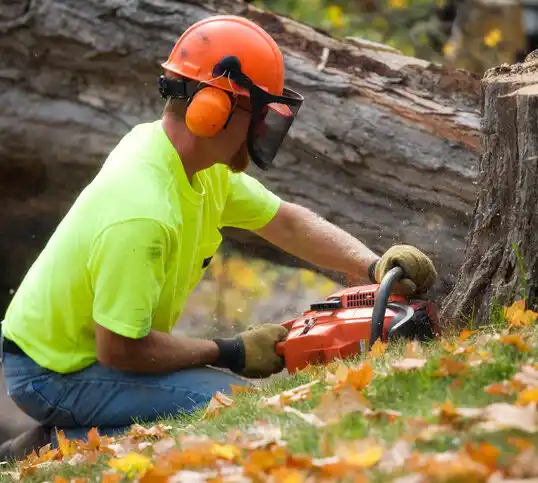 tree services Shiprock